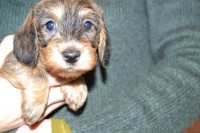 /album/fotogalerie-uvod/dsc-0429-jpg/