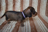 /album/fotogalerie-uvod/dsc-0456-jpg/