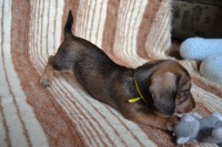 /album/fotogalerie-uvod/dsc-0495-jpg/