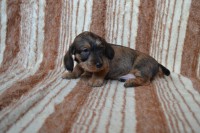 /album/fotogalerie-uvod/dsc-0546-jpg/