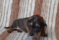 /album/fotogalerie-uvod/dsc-0558-jpg/