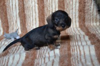 /album/fotogalerie-uvod/dsc-0619-jpg/